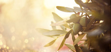 Closeup Of Olive Fruit On Tree Branch. Olive Garden And Sunlight Background Design.
