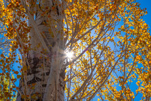 Yellow Poplar Tree Against Clear Blue Sky.