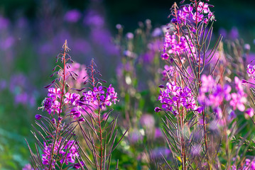 Wall Mural - Pink flowers at sunset, close-up. Blooming country field. Summer landscape. Warm evening sunlight. Latvia