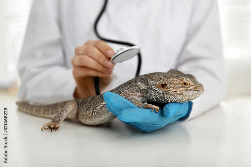Veterinarian examining bearded lizard on table in clinic, closeup. Exotic pet - obrazy, fototapety, plakaty 