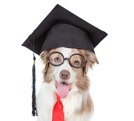 Graduated dog wearing eyeglasses and tie looks away. isolated on white background