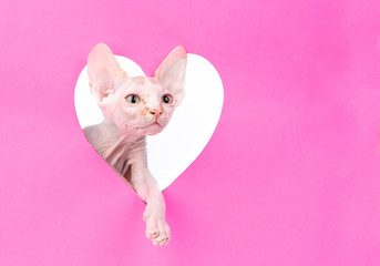 Poster - Playful sphinx cat looks through a hole in the shape of a heart. Empty space for text. Isolated on white background