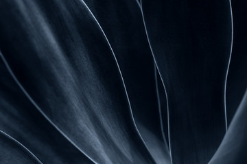 Close up shot at an agave plant leaves in grey black colour. Background.