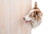 Border Collie Stands From Behind Empty Wooden Boards And Looks On Empty Space For Text. Isolated On White Background