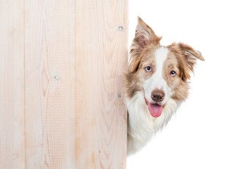 Aufkleber - Border collie looks from behind empty wooden boards. Empty space for text. Isolated on white background
