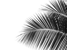 Black And White Coconut Leaf Silhouette