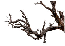 Branch Of Dead Tree With Clipping Path Isolated On White Background.