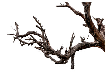 Wall Mural - branch of dead tree with clipping path isolated on white background.