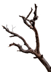 Wall Mural - branch of dead tree with clipping path isolated on white background.