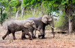 Two wet African Elephants walking side by side through the African Bush in South Luangwa National Park, Zambia