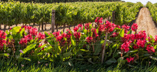 Durbanville, Cape Town, South Africa. Dec 2019.  Red Canna Lillies In Bloom Along The Perimeter Of A Vineyard In Durbanville Wine Producing Region Close To Cape Town