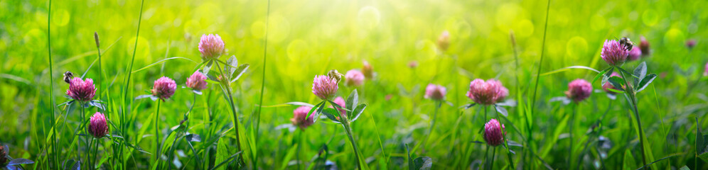 Wall Mural - Clover flowers field in sunset.Nature meadow background.