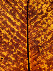 autumn brown leaves texture