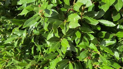 Wall Mural - Cinnamon green bay leaves on tree