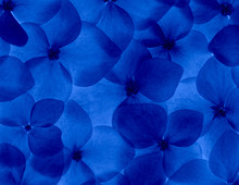 Blue Hydrangea Flower Background Close Up As A Pattern