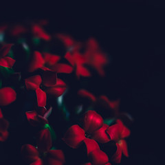 Sticker - Red flowers background