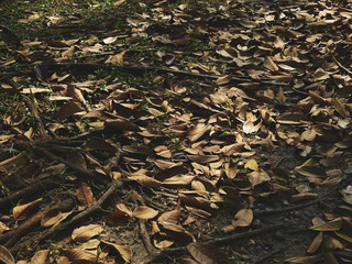 Sticker - pile of dry autumn leaf on the ground