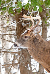 Wall Mural - White-tailed deer buck closeup in a winter meadow in Canada