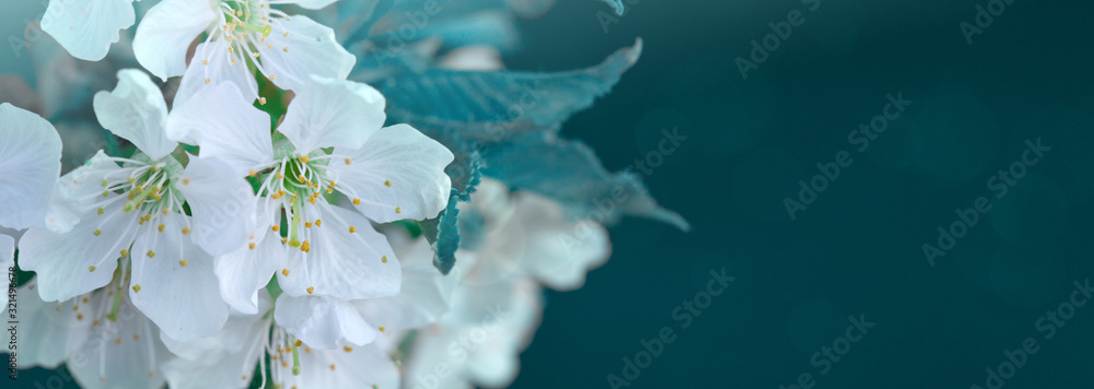 Blooming white flowers of cherry trees in the spring. - obrazy, fototapety, plakaty 