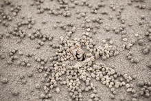 Sand-bubbler, Small Crab Is Near With Wet Balls Of Sand