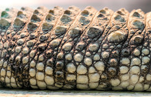 Alligator Crocodile Skin In Detail Close Up