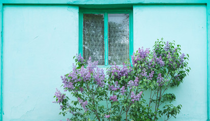 Violet lilac in front of colorful turquoise house