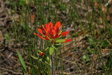 Indian Paintbrush Or Prairie-fire In Bruce Peninsula Ontario Canada. It Is From The Family Castilleja And Is A Genus Of About 200 Species Of Annual And Perennial Herbaceous Native Plants. 