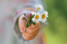 Girl Holding A Bouquet Of Daisies In Her Hand Close-up