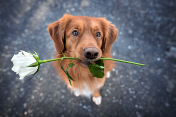 Wall Mural - beautiful retriever dog holding a white rose in mouth, top view portrait outdoors