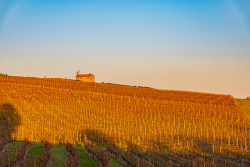 Chianti vineyards in Siena at sunset in autumn