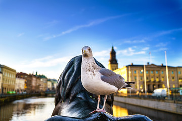 Wall Mural - Sunset view from Burunnsparken city centre of Gothenburg. Lion Statue with seagull