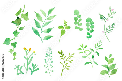 グリーンの色々な草花 水彩イラスト Stock Illustration Adobe Stock
