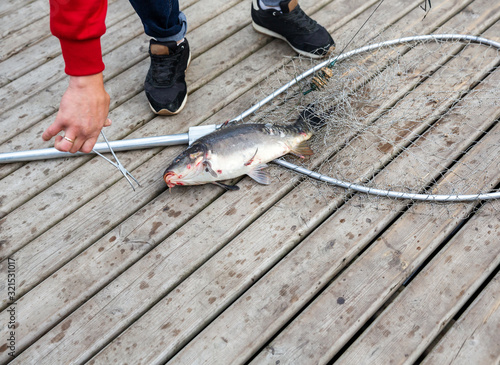 Fotomural Fisherman removes from the hook freshly caught fish carp in landing net closeup,