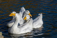 Four White Pekin Ducks (also Know As Aylesbury Or Long Island Ducks) Huddled Together Swimming On A Cold Winter's Day