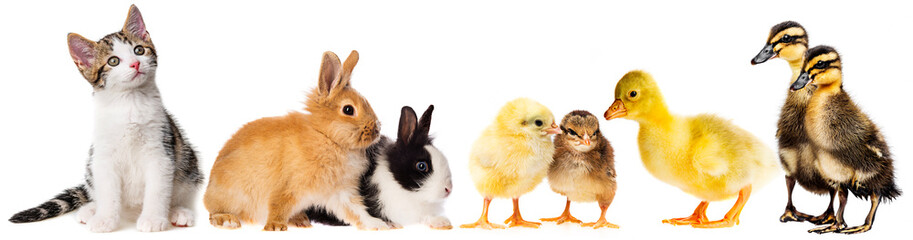 Wall Mural - spring animals - little rabbits and little gosling ,,chickens and kitten