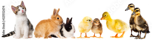 spring animals - little rabbits and little gosling ,,chickens and kitten