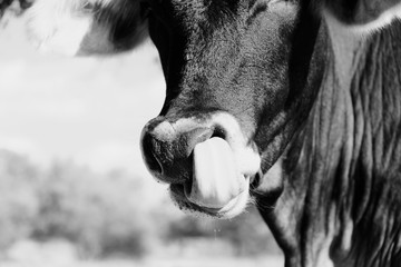 Funny calf close up licking nose with tongue to clean, animal behavior for hygiene with cow.