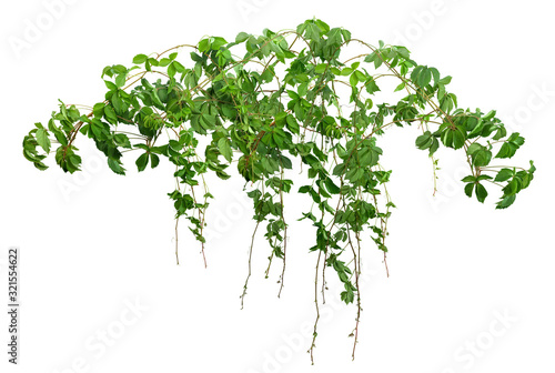 Ivy with lush green foliage. Climbing plant in summer isolated on white backg...