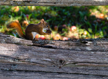 Side Profile Of A Red Squirrel Perched On A Cedar Rail, Munching On A Delectable Shrivelled Apple In New Brunswick, Canada.