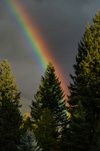Rainbow In The Forest