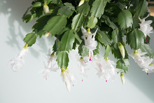 Overhead View Of A White Christmas Cactus In Bloom