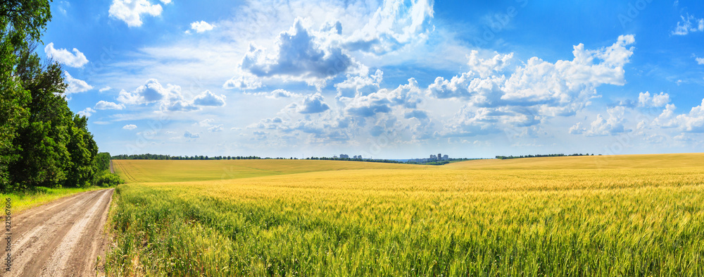 Rural landscape, panorama, banner - field of young wheat and country road in the rays of the summer sun - obrazy, fototapety, plakaty 