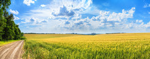 Rural Landscape, Panorama, Banner - Field Of Young Wheat And Country Road In The Rays Of The Summer Sun