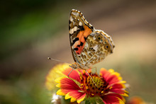 Beautiful Butterfly On A Flower 