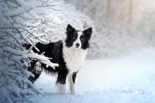 Border Collie Snow Walk With A Dog Beautiful Portrait Magical Light Winter