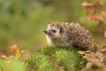 european hedgehog (erinaceus europaeus) in the natural autumn environment
