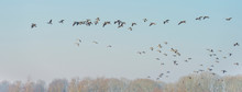 Geese Flying Over The Landscape Of A Natural Park In Winter
