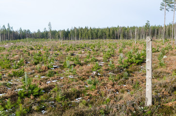 High stump left in a pine tree plantation