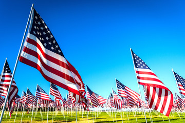 a large group of american flags. veterans or memorial day display