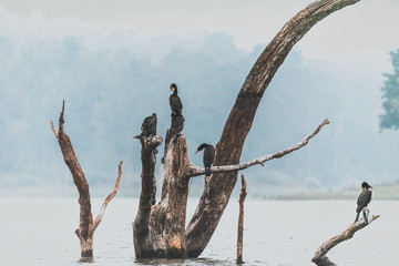 Cormorants scenery 